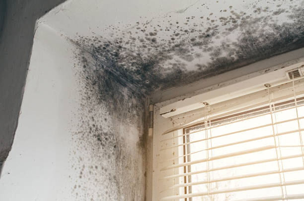 Affordable Hvac And Air Duct Mold Remediation solutions in Dimondale, MI
